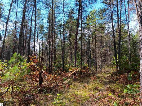 20 Acres of Land for Sale in Baldwin, Michigan