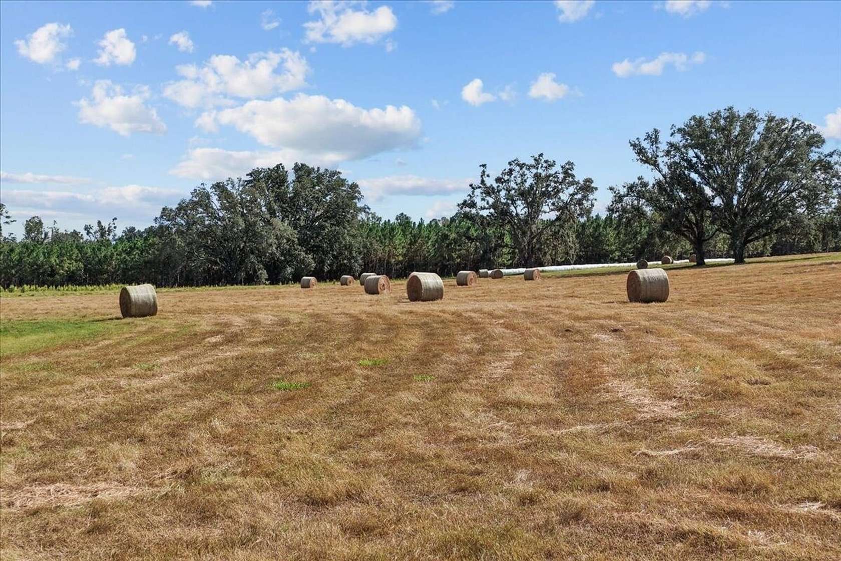 126 Acres of Recreational Land & Farm for Sale in Madison, Florida