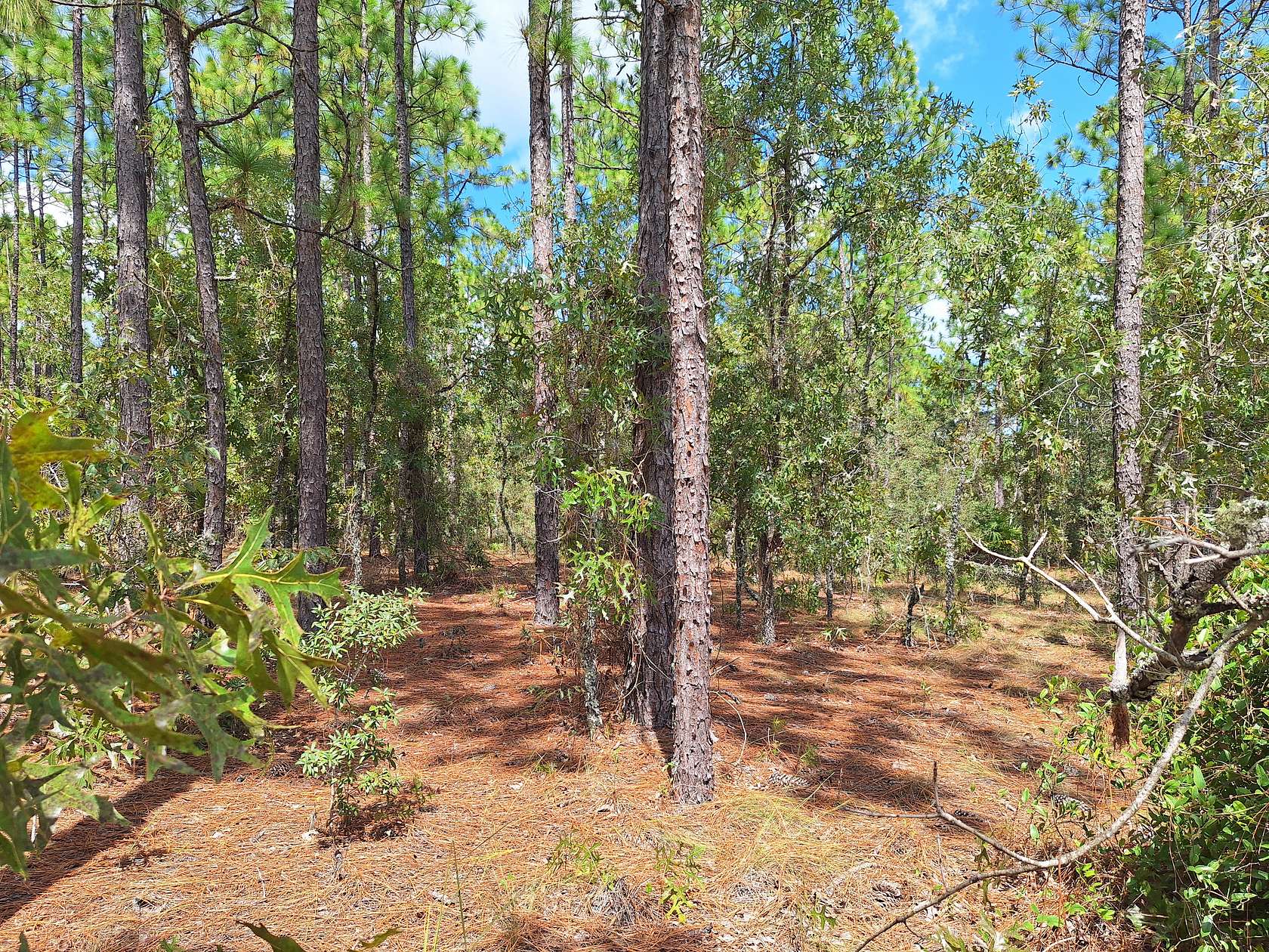 1.6 Acres of Residential Land for Sale in Ocala, Florida