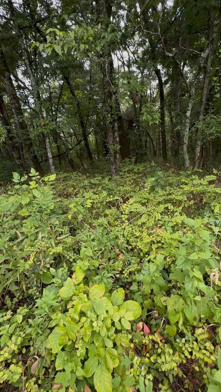 3.2 Acres of Land for Sale in College Grove, Tennessee