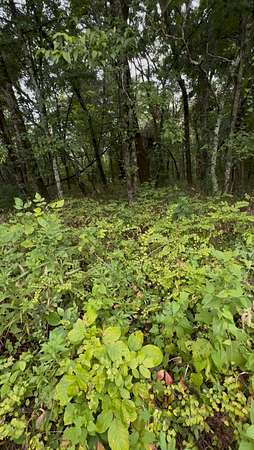 3.2 Acres of Land for Sale in College Grove, Tennessee