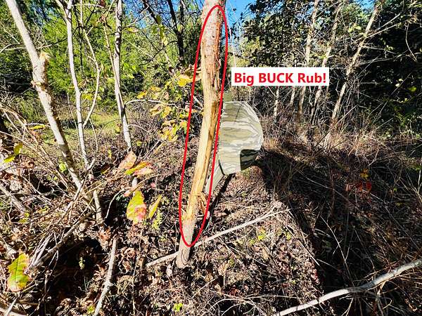 244 Acres of Land for Sale in Lobelville, Tennessee