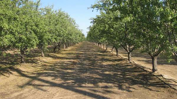 39.9 Acres of Land for Sale in Sanger, California