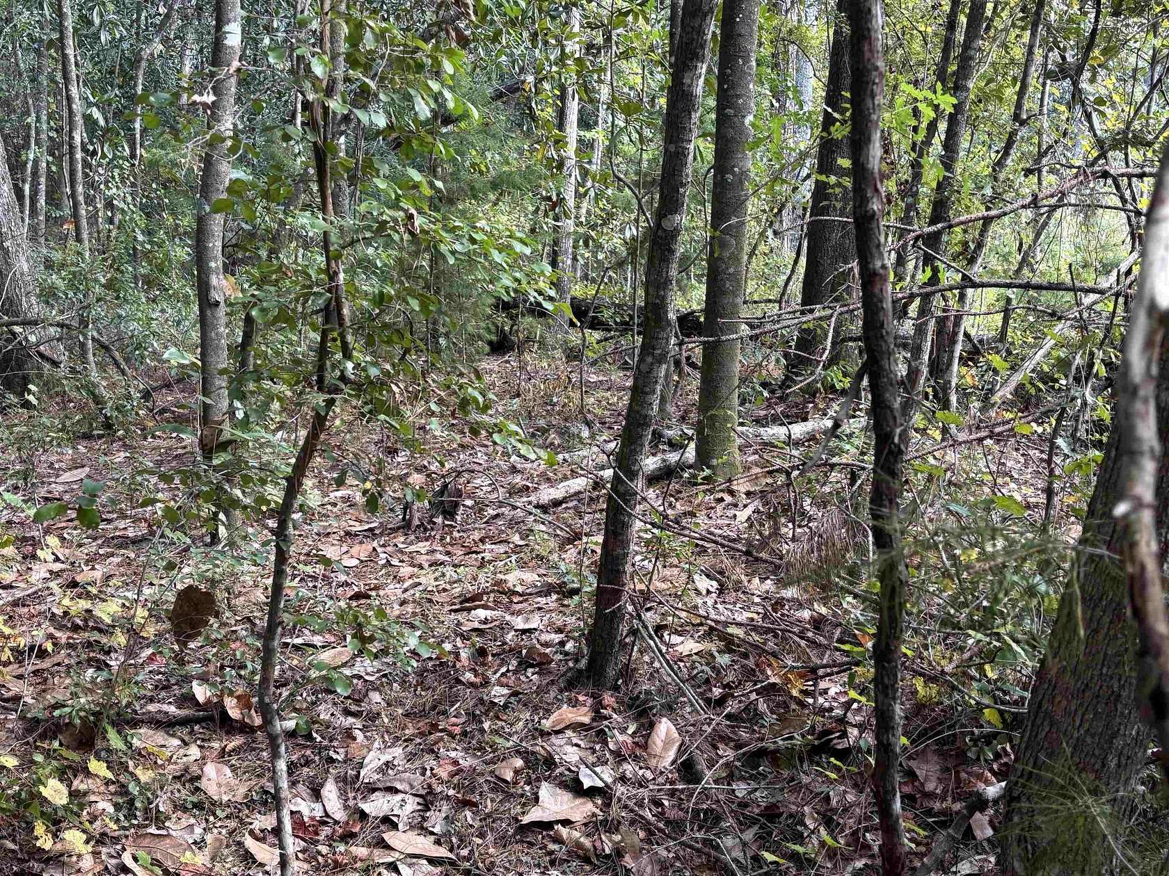 2 Acres of Residential Land for Sale in Tallahassee, Florida