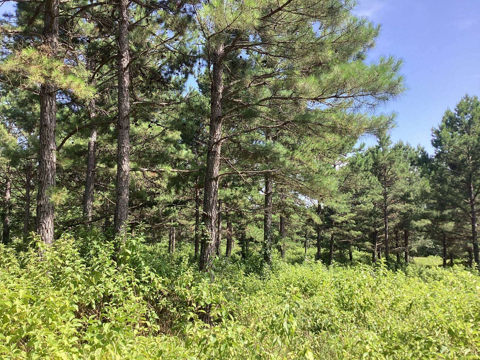 40 Acres of Recreational Land for Sale in Grannis, Arkansas