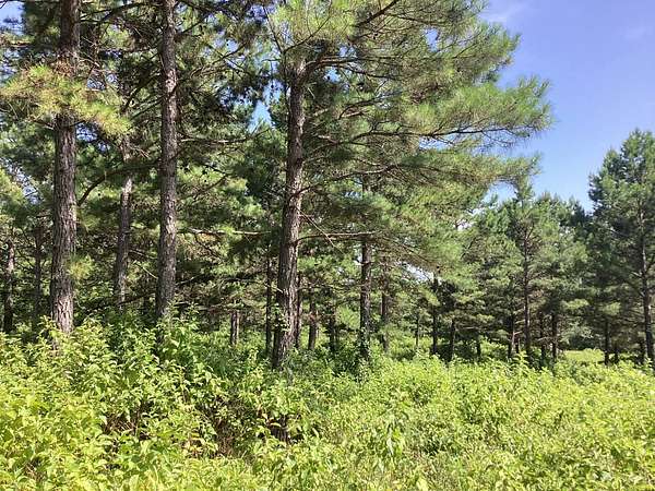40 Acres of Recreational Land for Sale in Grannis, Arkansas