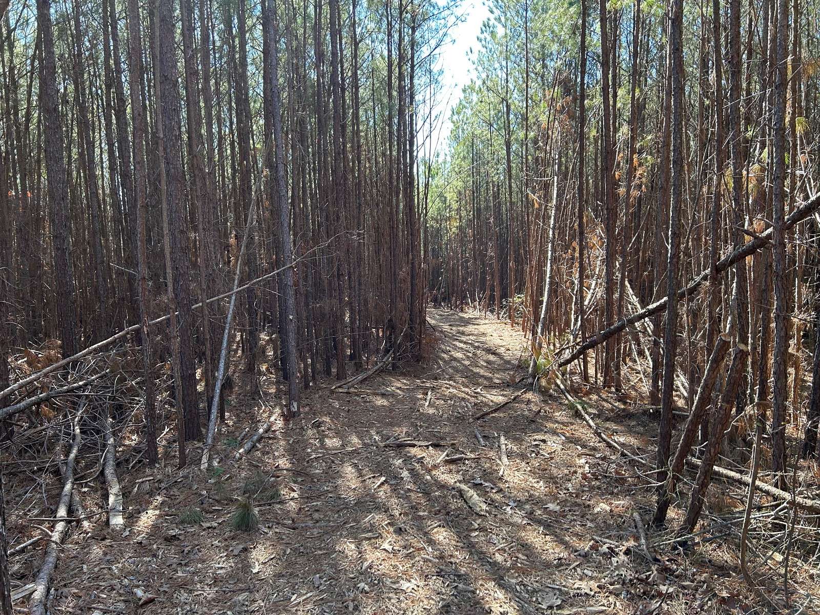 122 Acres of Recreational Land for Sale in Hamilton, Alabama