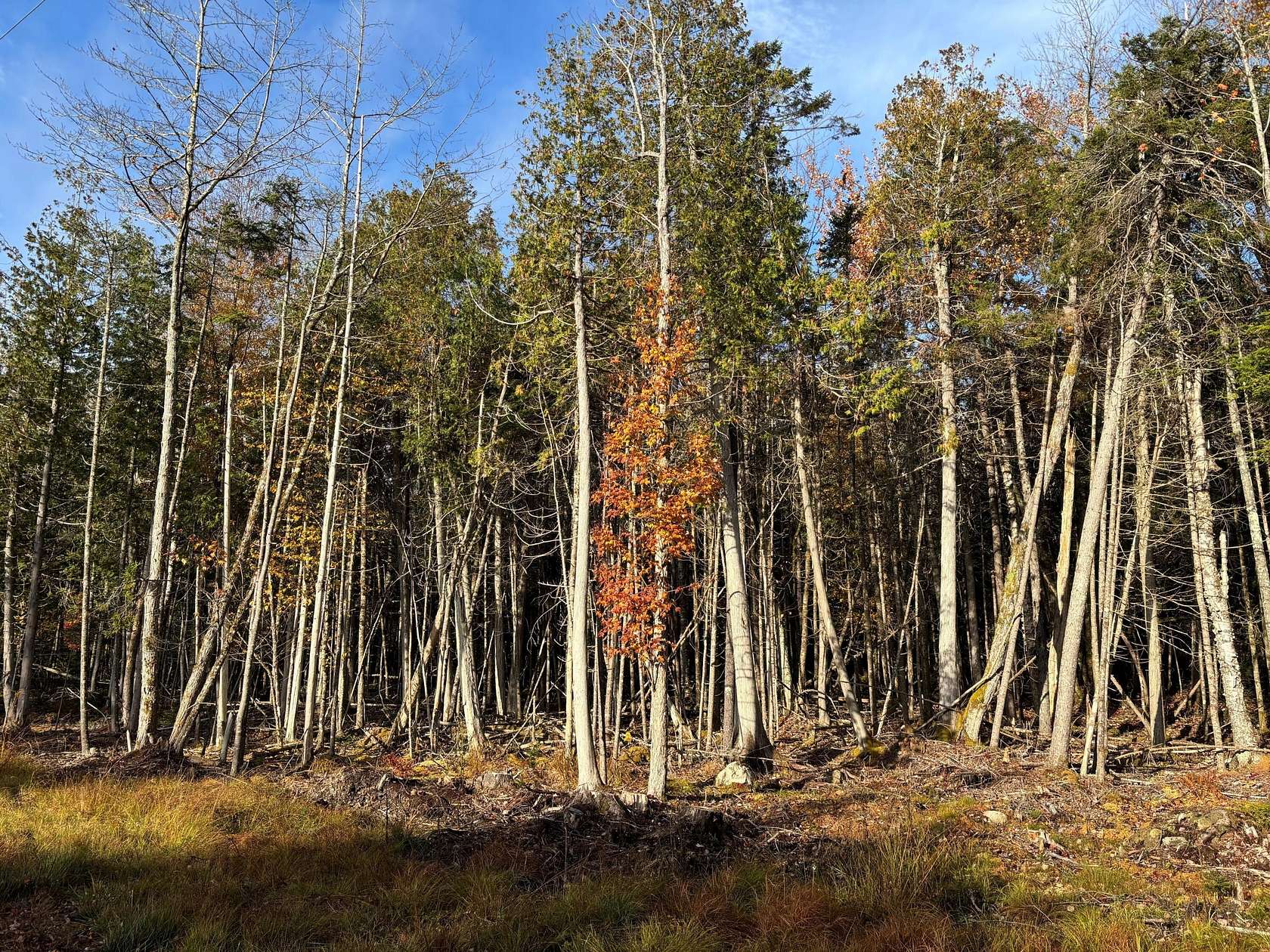 12.3 Acres of Land for Sale in Steuben, Maine