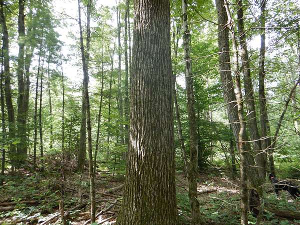 86.8 Acres of Recreational Land for Sale in Newfield, New York