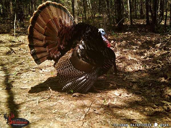 34 Acres of Recreational Land for Sale in De Kalb, Texas