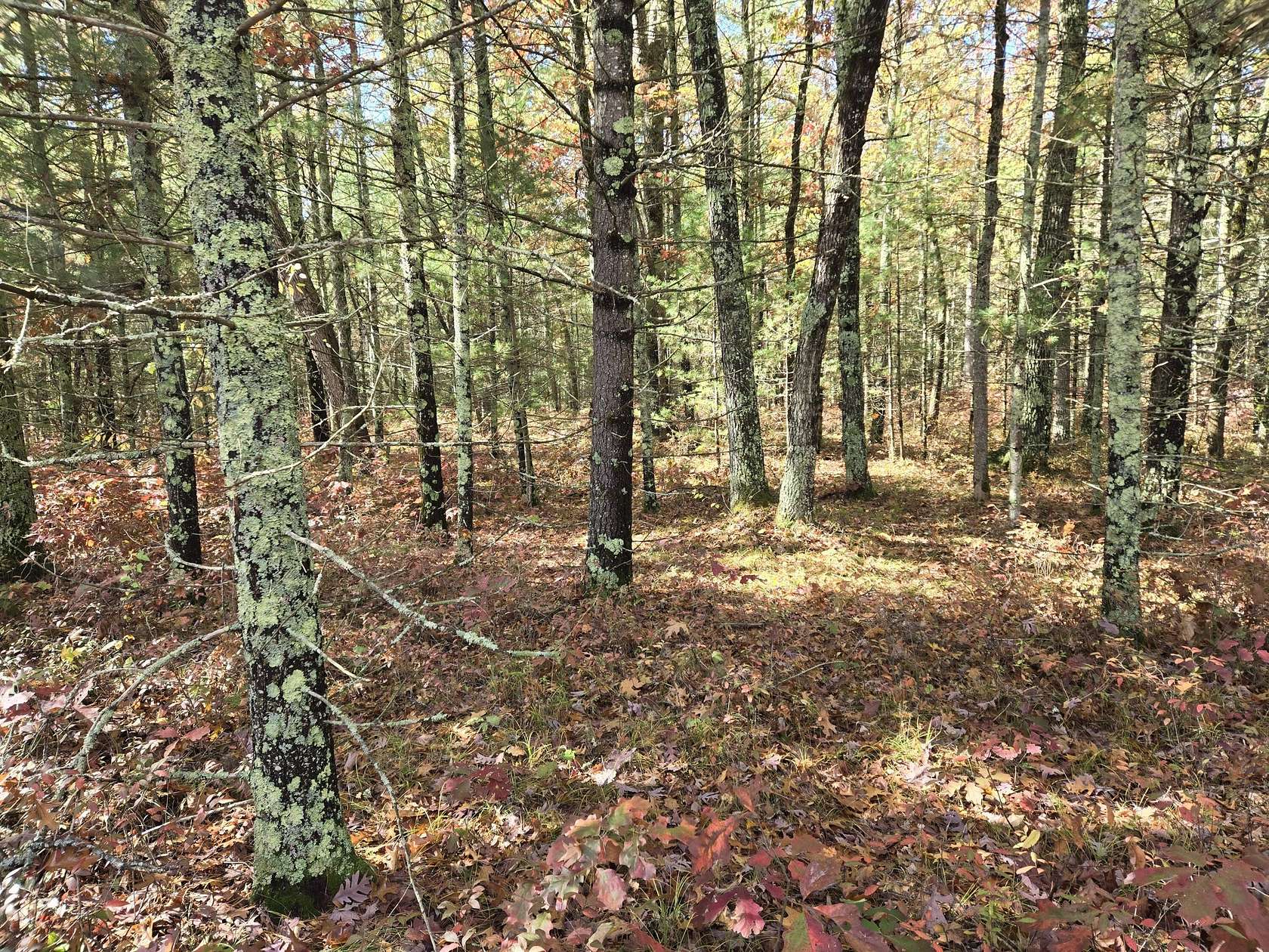 4.5 Acres of Land for Sale in Bitely, Michigan