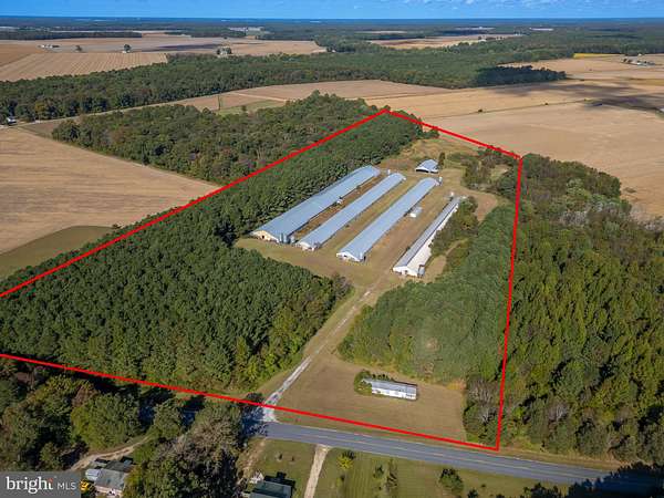 19.5 Acres of Land for Sale in Rhodesdale, Maryland