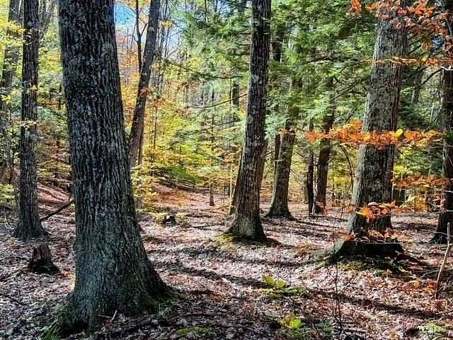 29.1 Acres of Recreational Land for Sale in Gilsum, New Hampshire