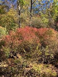 1.22 Acres of Land for Sale in Millshoal Township, North Carolina