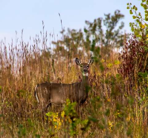 80 Acres of Recreational Land for Sale in Weston, Nebraska