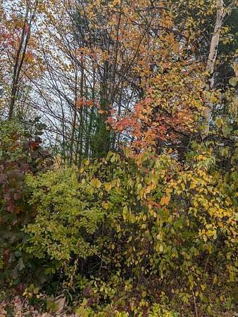 5 Acres of Land for Sale in Freedom, Maine