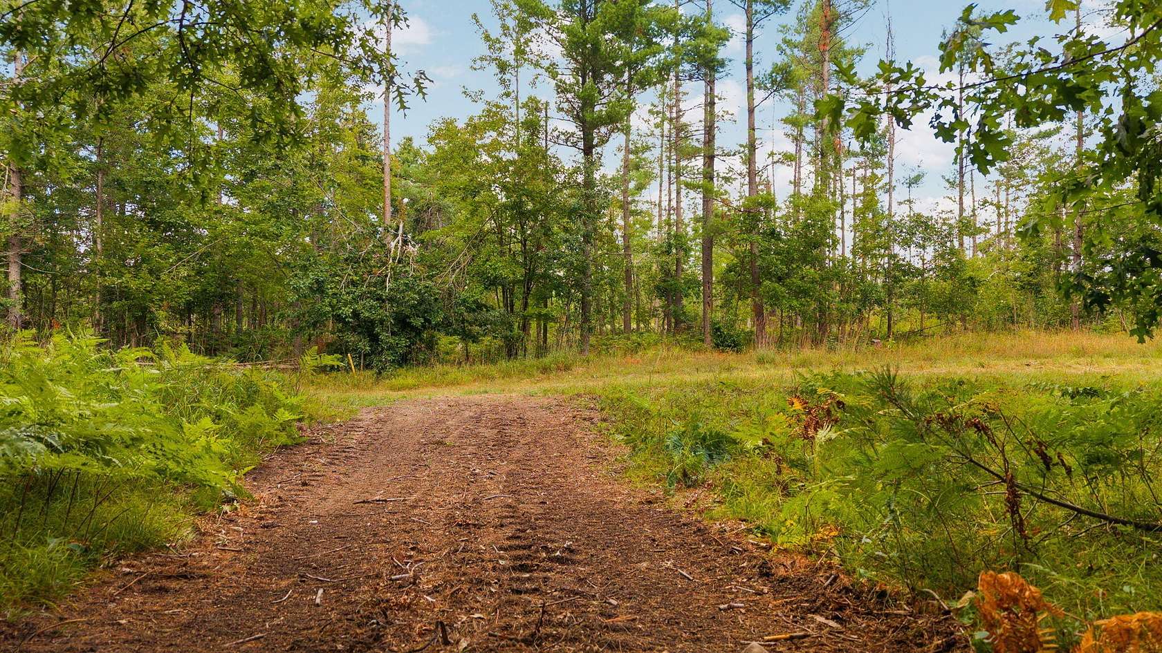 39.3 Acres of Recreational Land for Sale in Johannesburg, Michigan