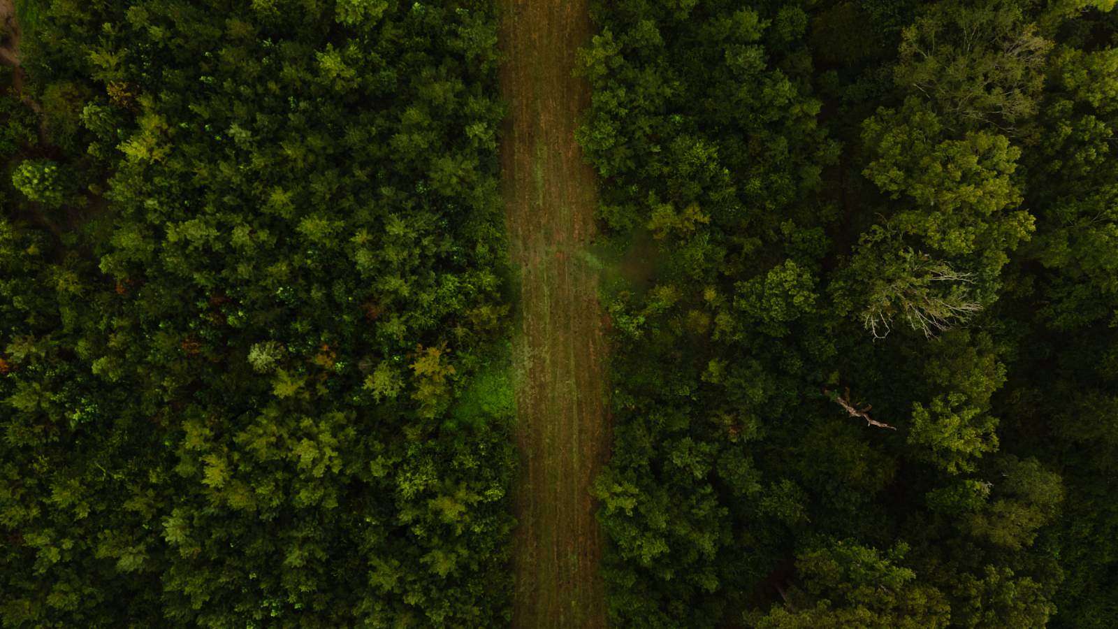 103 Acres of Recreational Land for Sale in Dubach, Louisiana