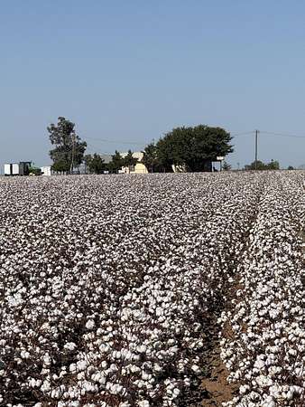 Land for Sale in Plainview, Texas