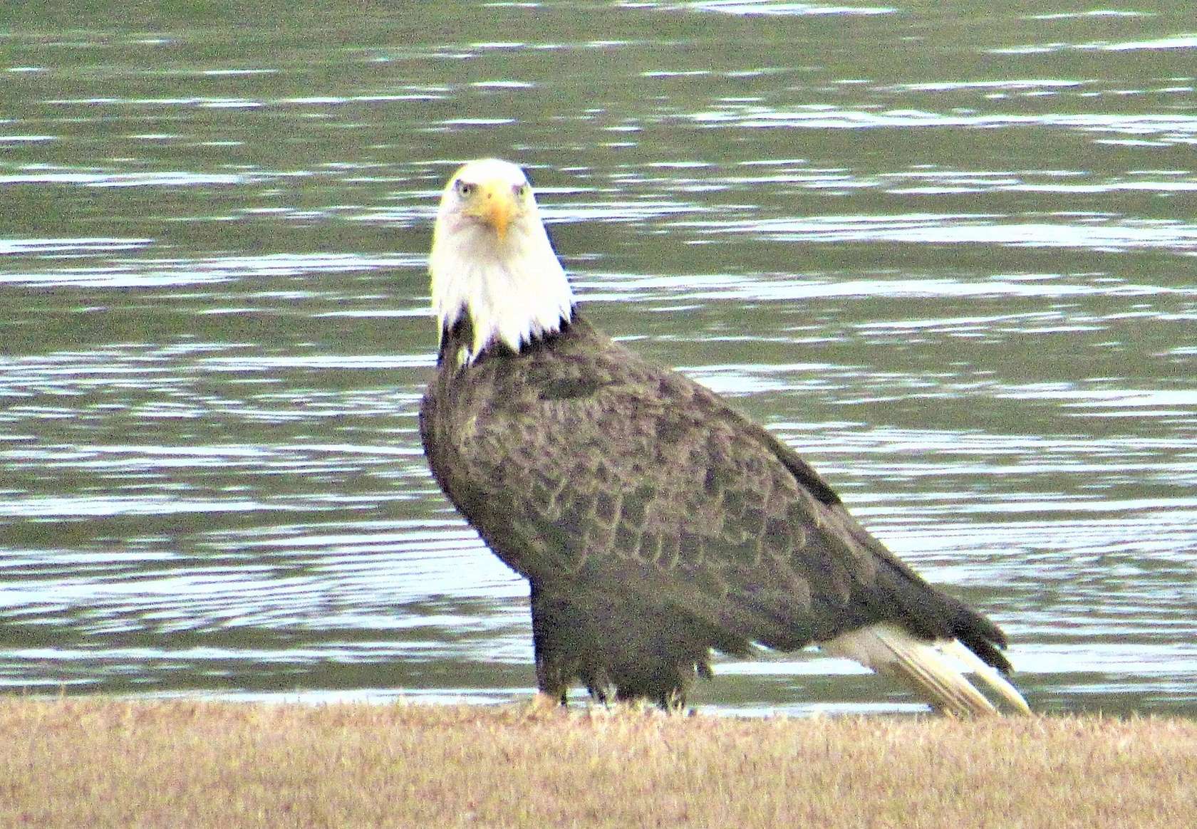 1.7 Acres of Land for Sale in Columbus, Mississippi