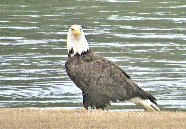 1.7 Acres of Land for Sale in Columbus, Mississippi