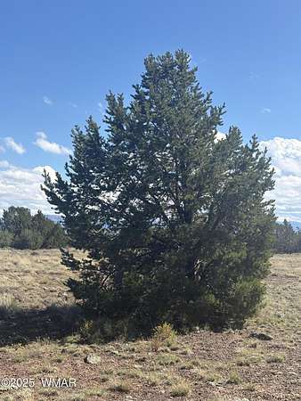 9.1 Acres of Residential Land for Sale in Concho, Arizona