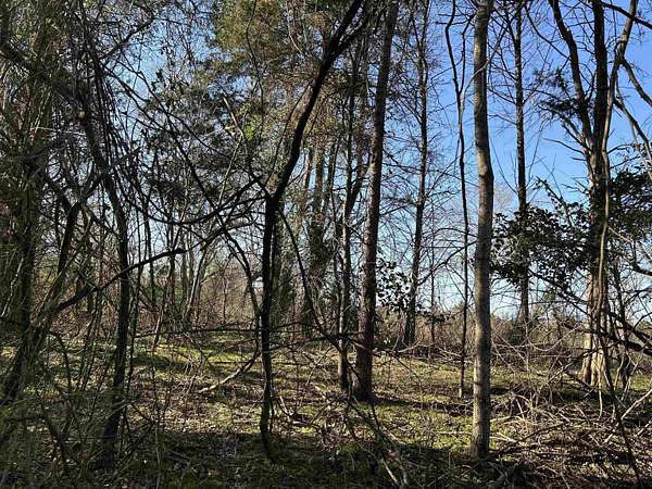 8.1 Acres of Residential Land for Sale in Pittsburg, Texas