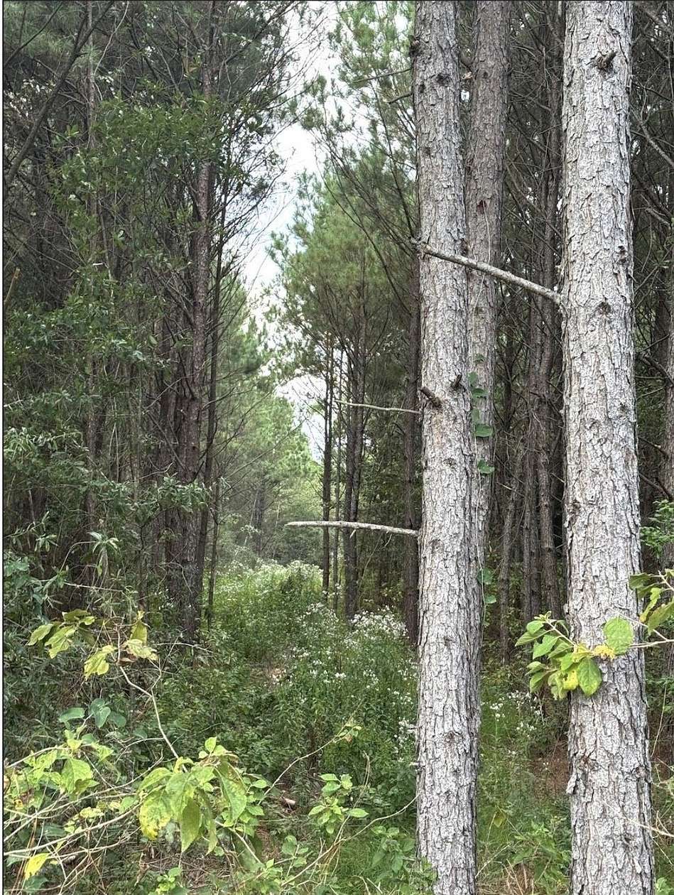 32.4 Acres of Recreational & Residential Land for Sale in Avinger, Texas