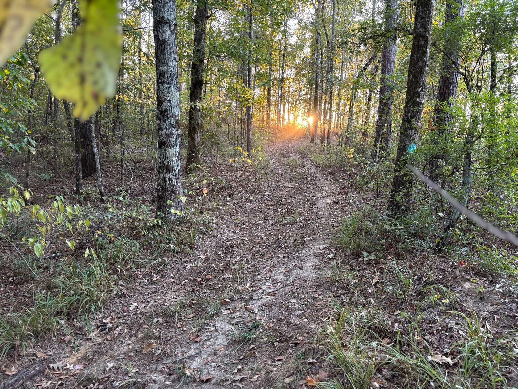 242 Acres of Recreational Land for Sale in Pickens, Mississippi