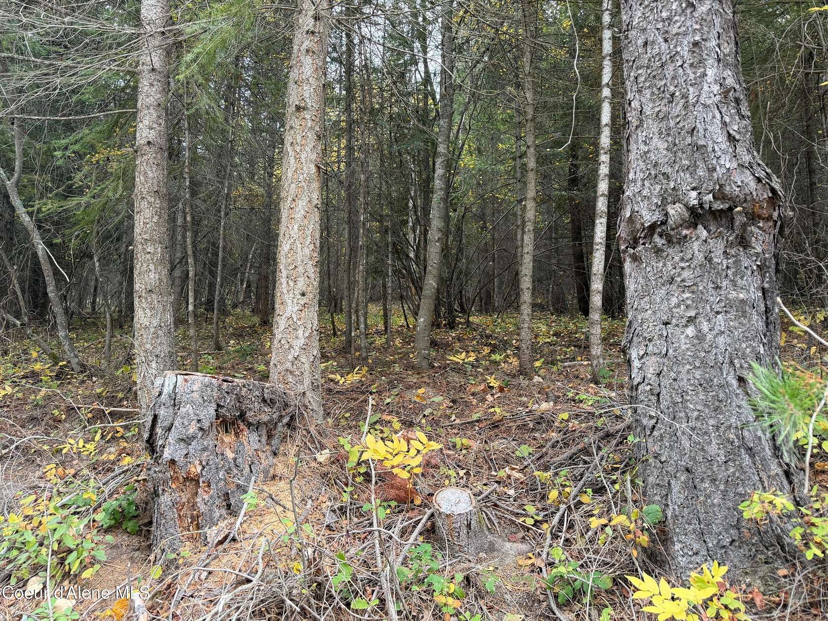 5 Acres of Residential Land for Sale in Bonners Ferry, Idaho