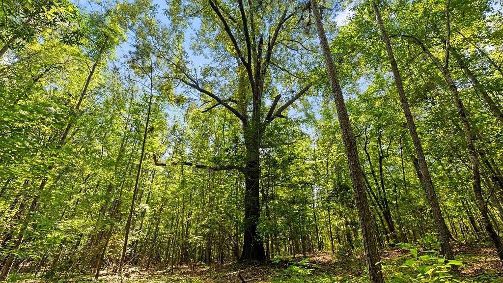 55.5 Acres of Recreational Land for Sale in Buena Vista, Georgia