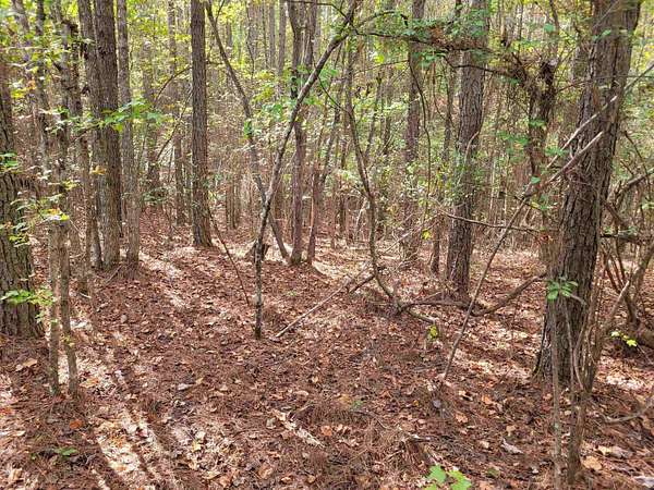 21 Acres of Recreational Land for Sale in Morris Chapel, Tennessee