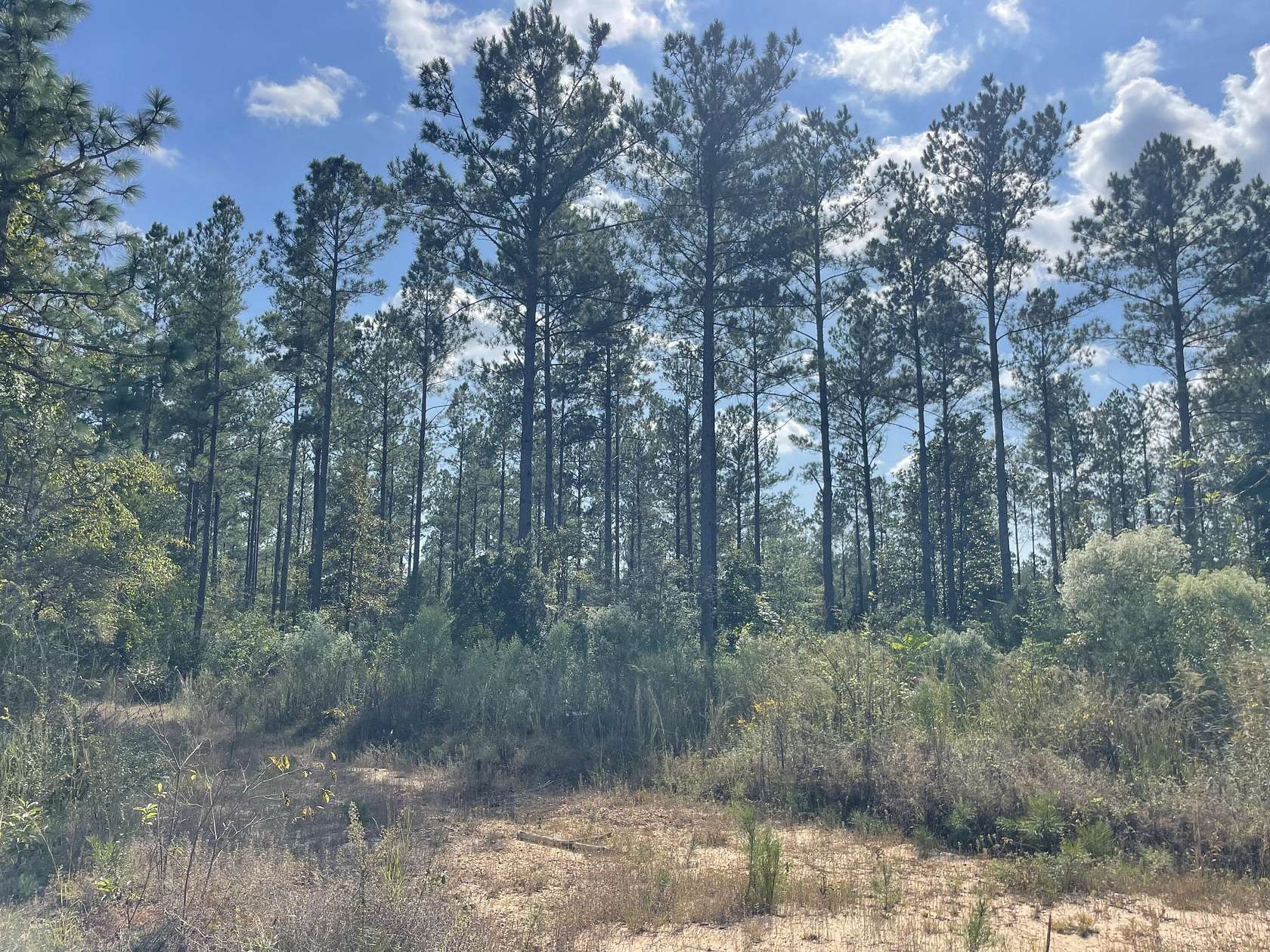 39 Acres of Land for Sale in Foxworth, Mississippi