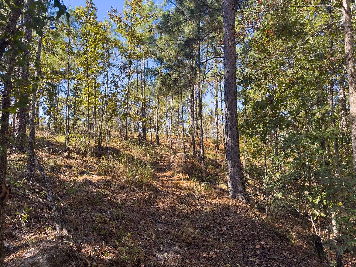 245 Acres of Land for Sale in Waynesboro, Georgia