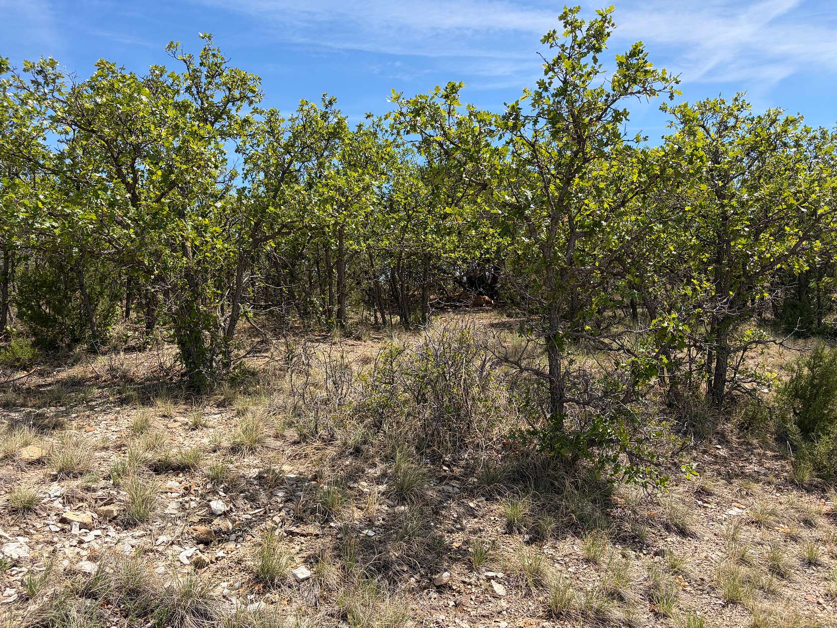 0.28 Acres of Residential Land for Sale in Colorado City, Arizona