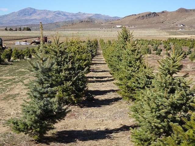 40 Acres of Land for Sale in Reno, Nevada