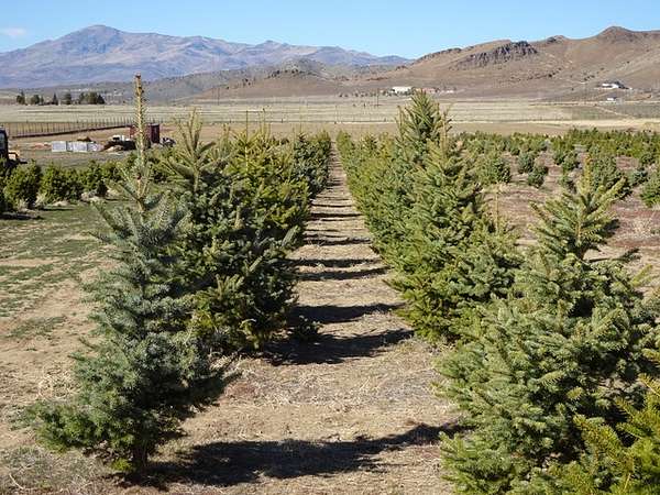 40 Acres of Land for Sale in Reno, Nevada