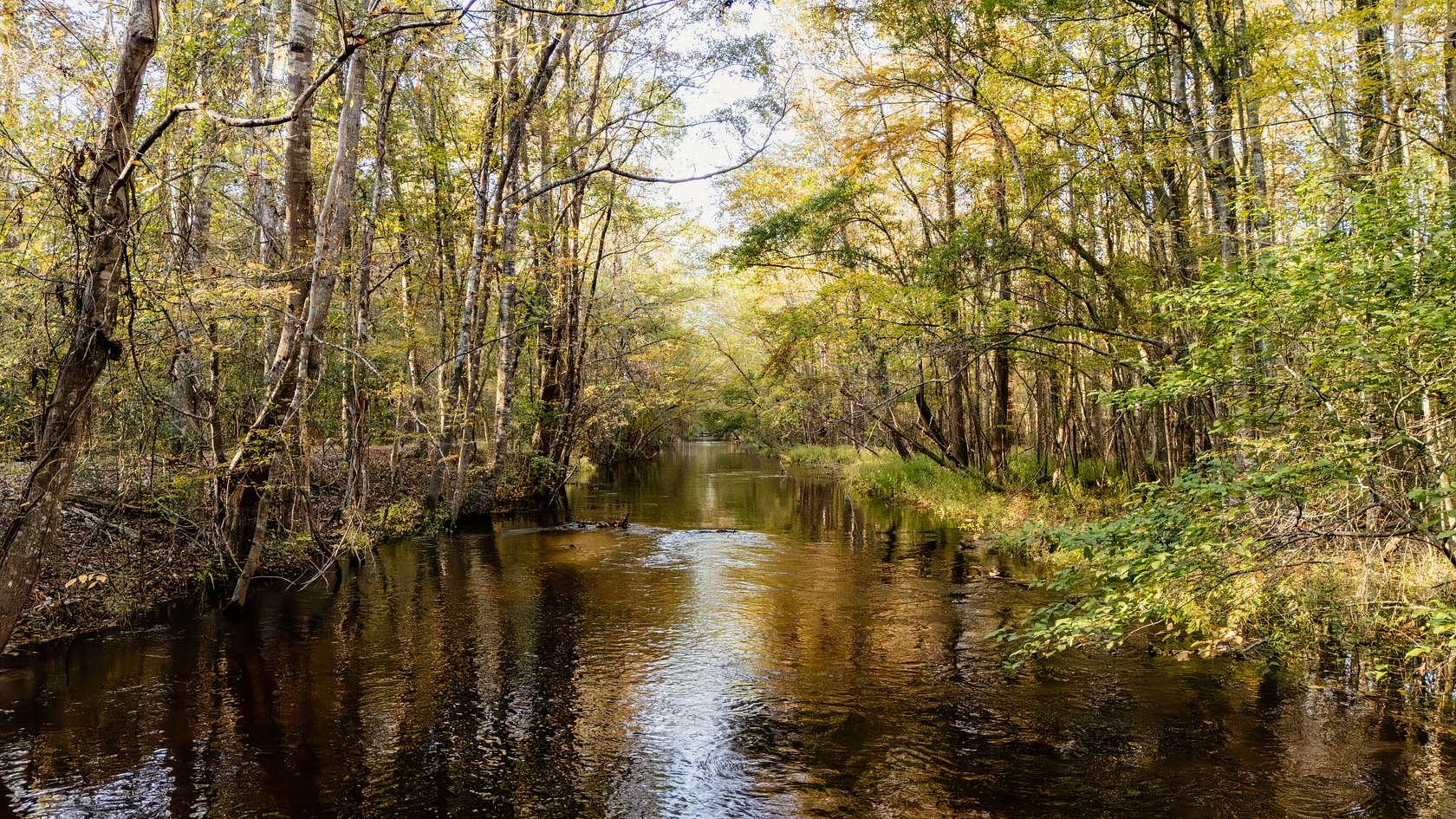 1,345 Acres of Recreational Land for Sale in Gable, South Carolina