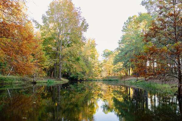 1,345 Acres of Recreational Land for Sale in Manning, South Carolina