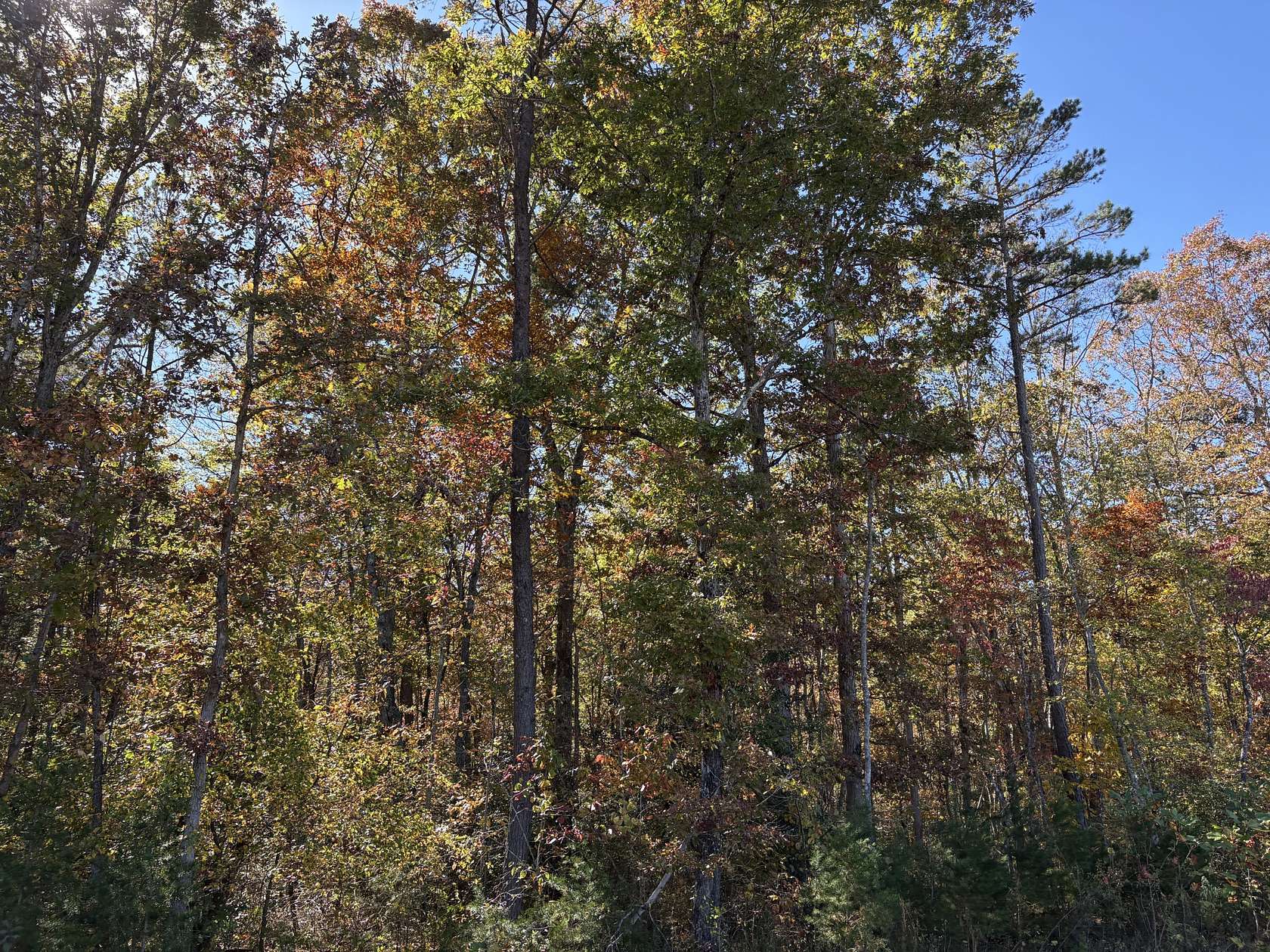 70.7 Acres of Recreational Land for Sale in Gruetli-Laager, Tennessee