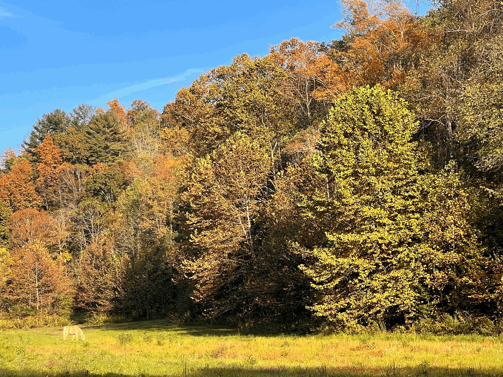 50 Acres of Land for Sale in Lenoir, North Carolina