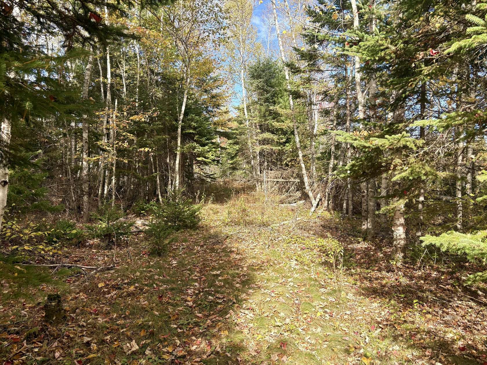11.2 Acres of Land for Sale in Perry, Maine