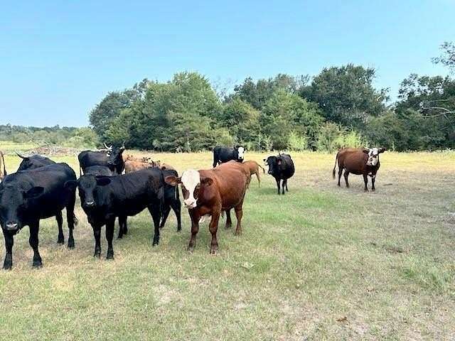 16.5 Acres of Land for Sale in Teague, Texas