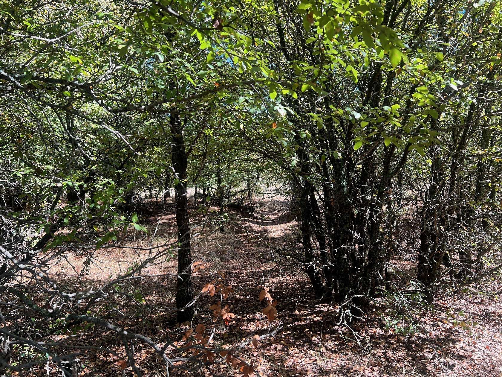 165 Acres of Recreational Land for Sale in Loving, Texas