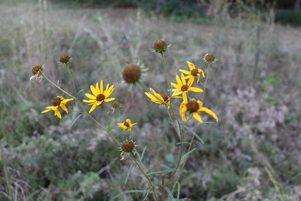 34.4 Acres of Recreational Land with Home for Sale in Haworth, Oklahoma