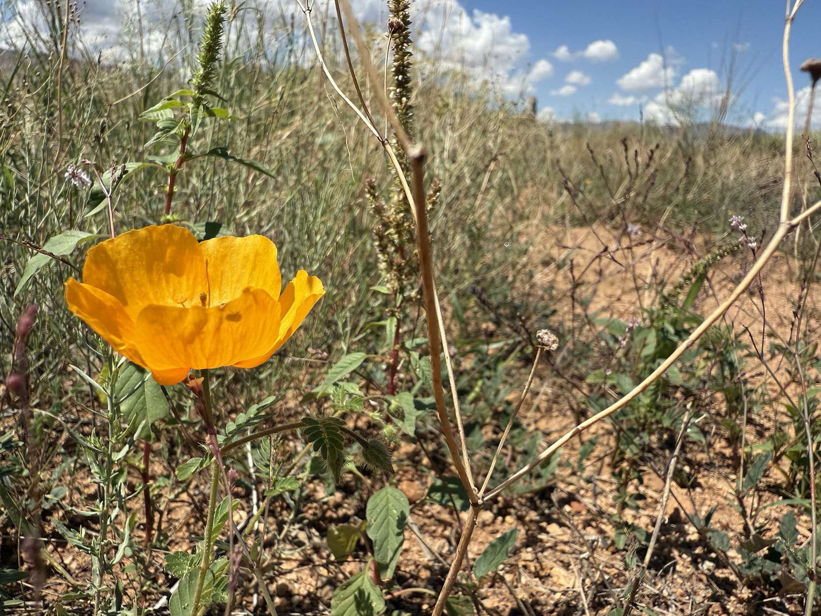 0.83 Acres of Residential Land for Sale in Arizona Sun Sites, Arizona