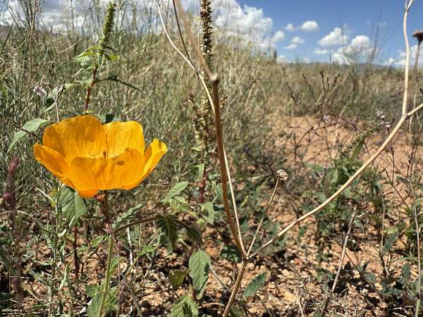 0.83 Acres of Residential Land for Sale in Arizona Sun Sites, Arizona