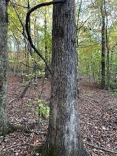 16.5 Acres of Land for Sale in Oxford, Mississippi