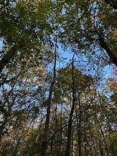 16.5 Acres of Land for Sale in Oxford, Mississippi