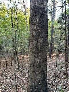 16 Acres of Land for Sale in Oxford, Mississippi